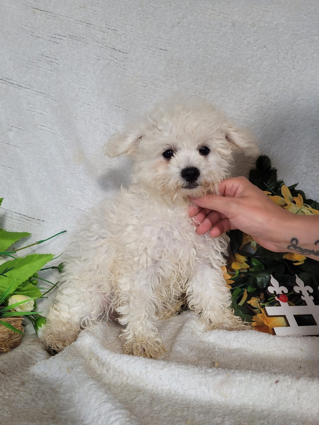 Du Royaume Des Quatre Pattes - Chiots disponibles - Bichon Frise