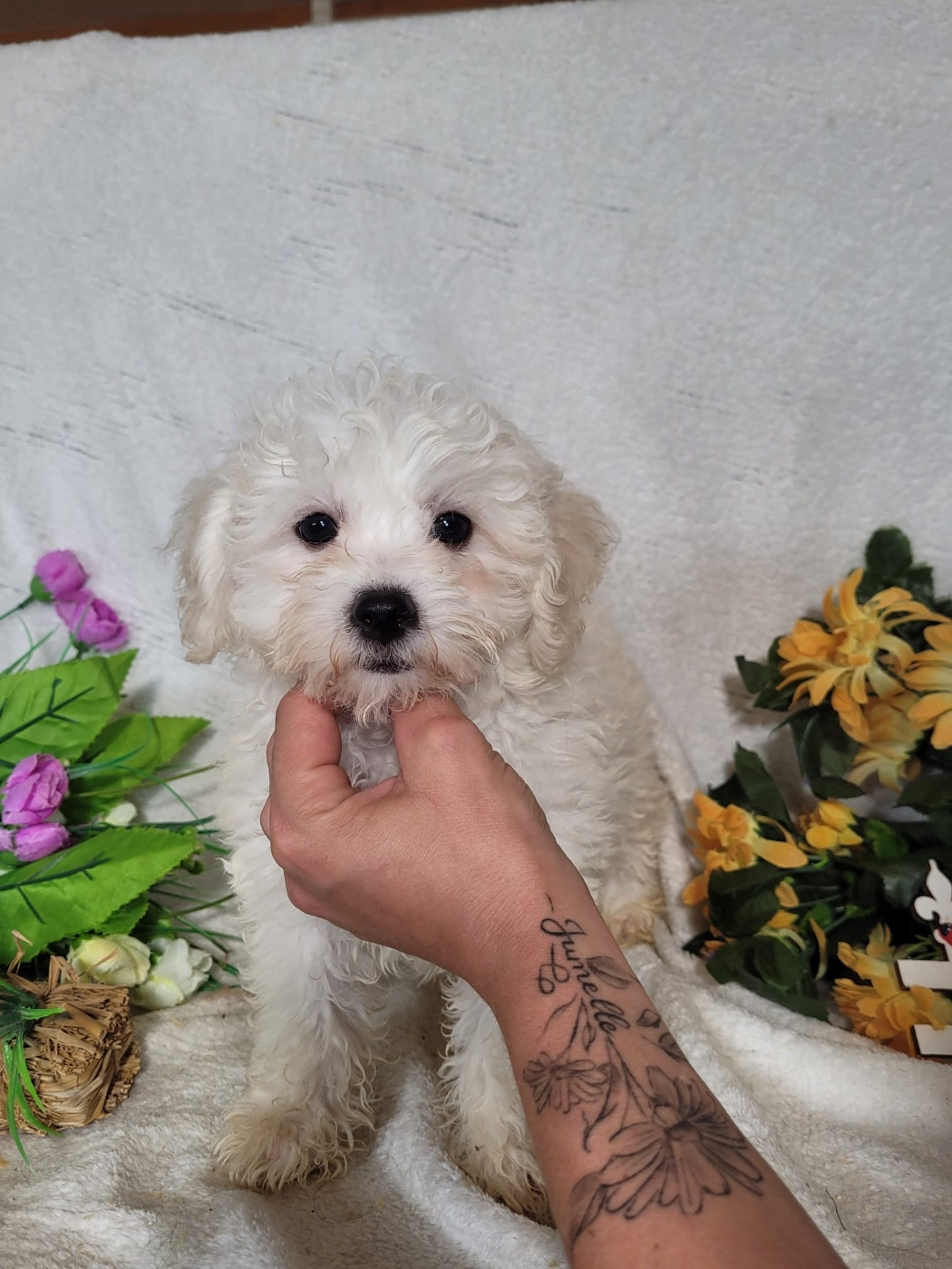 Du Royaume Des Quatre Pattes - Chiots disponibles - Bichon Frise