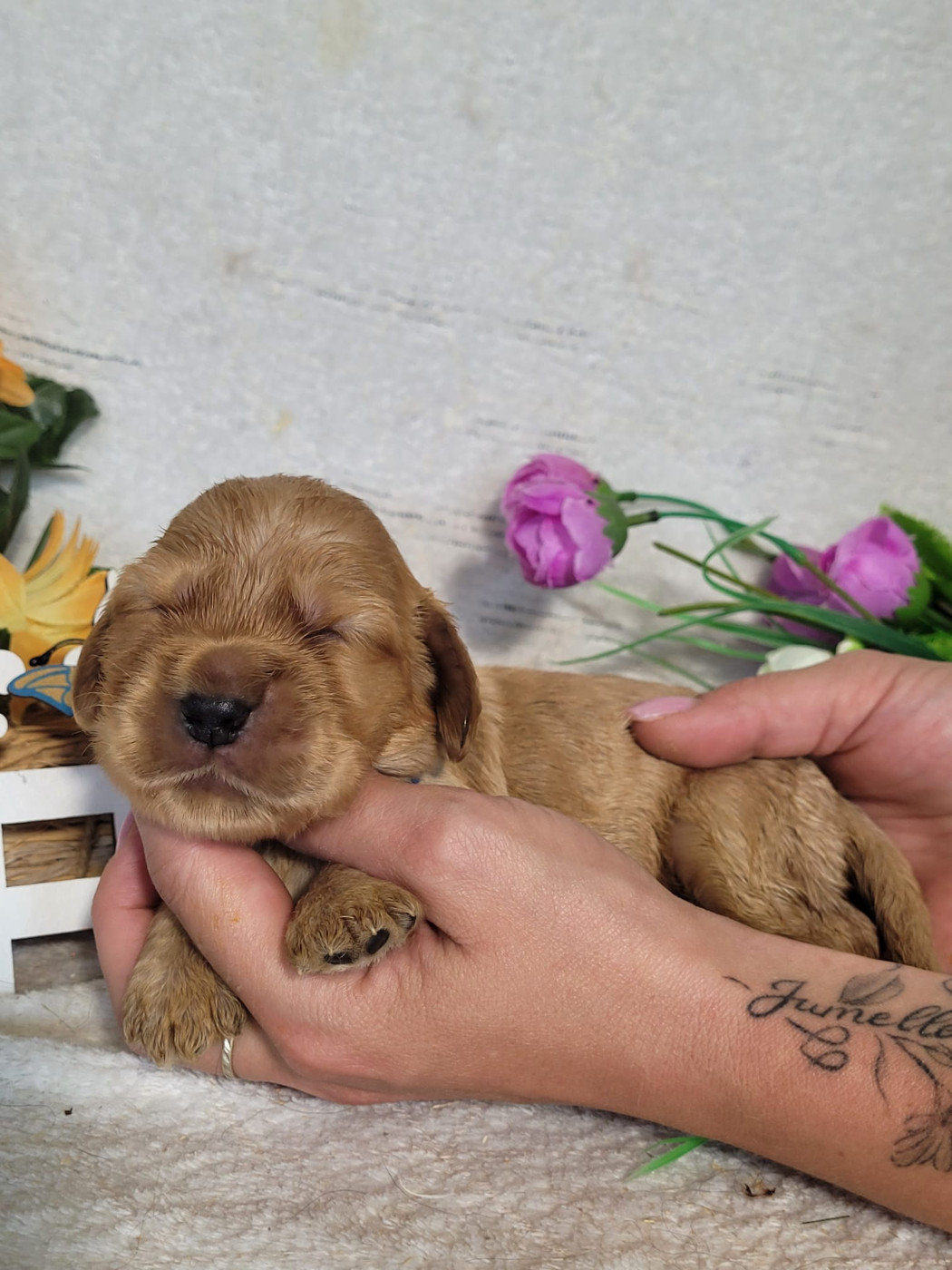 Du Royaume Des Quatre Pattes - Chiots disponibles - Cocker Spaniel Anglais