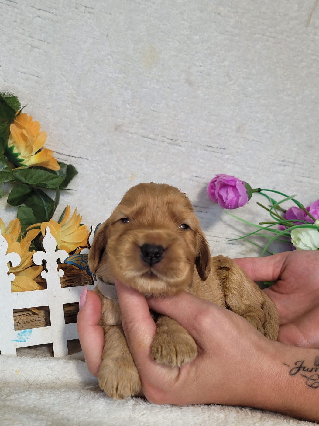 Du Royaume Des Quatre Pattes - Chiots disponibles - Cocker Spaniel Anglais