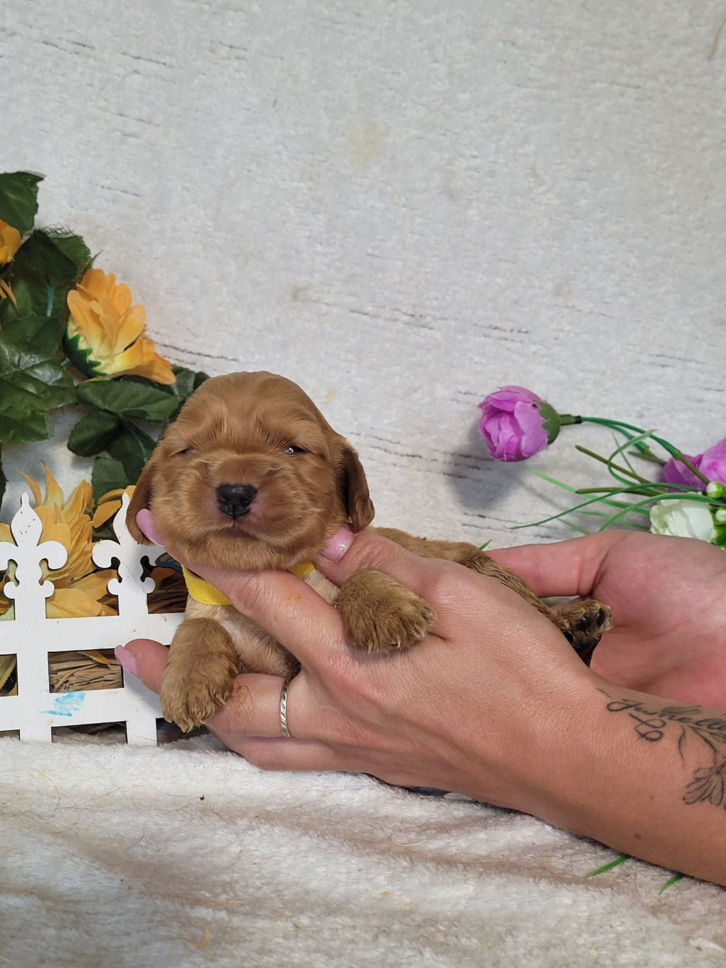 Du Royaume Des Quatre Pattes - Chiots disponibles - Cocker Spaniel Anglais