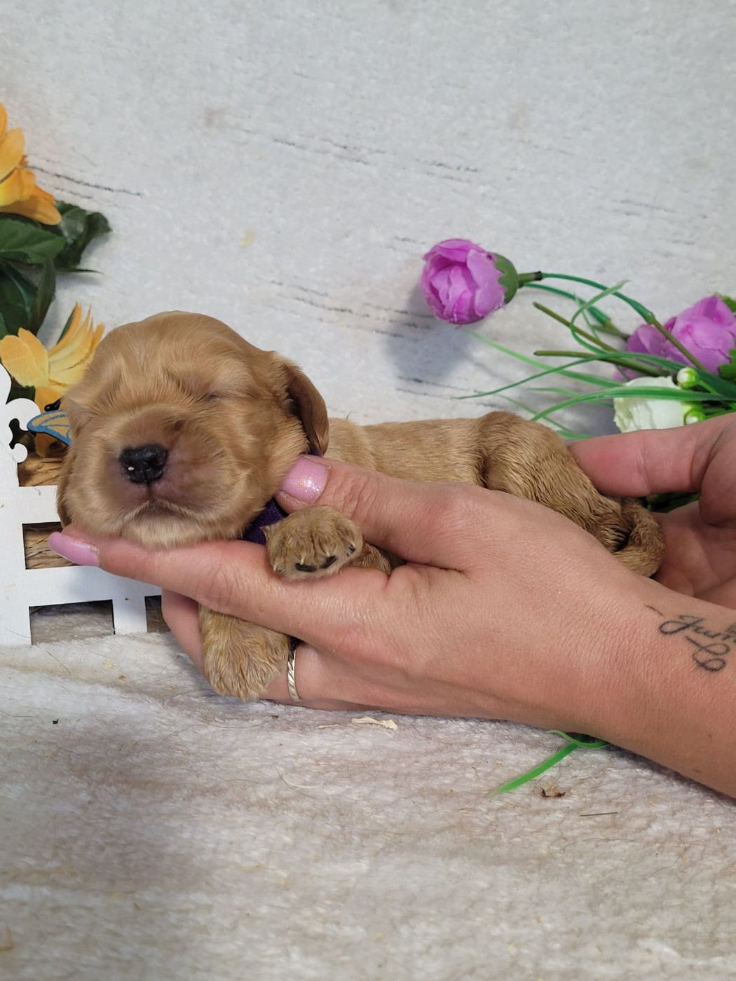 Du Royaume Des Quatre Pattes - Chiots disponibles - Cocker Spaniel Anglais