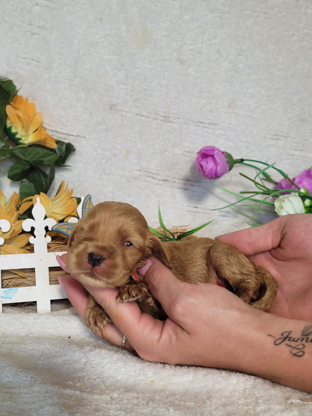 Du Royaume Des Quatre Pattes - Chiots disponibles - Cocker Spaniel Anglais