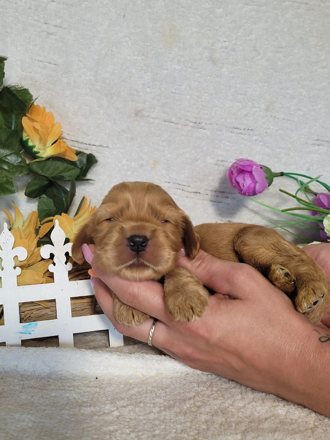 Du Royaume Des Quatre Pattes - Chiots disponibles - Cocker Spaniel Anglais