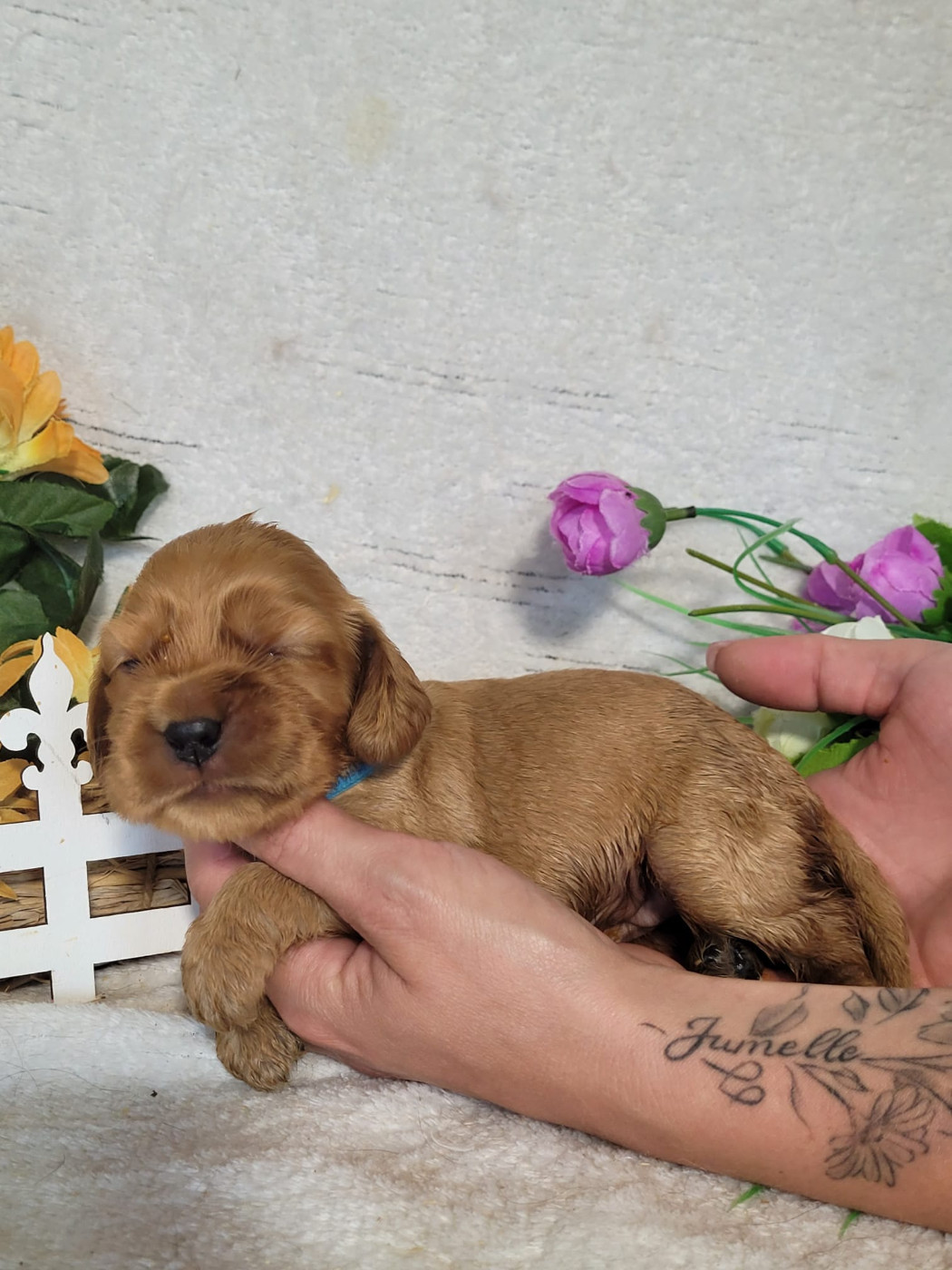 Du Royaume Des Quatre Pattes - Chiots disponibles - Cocker Spaniel Anglais