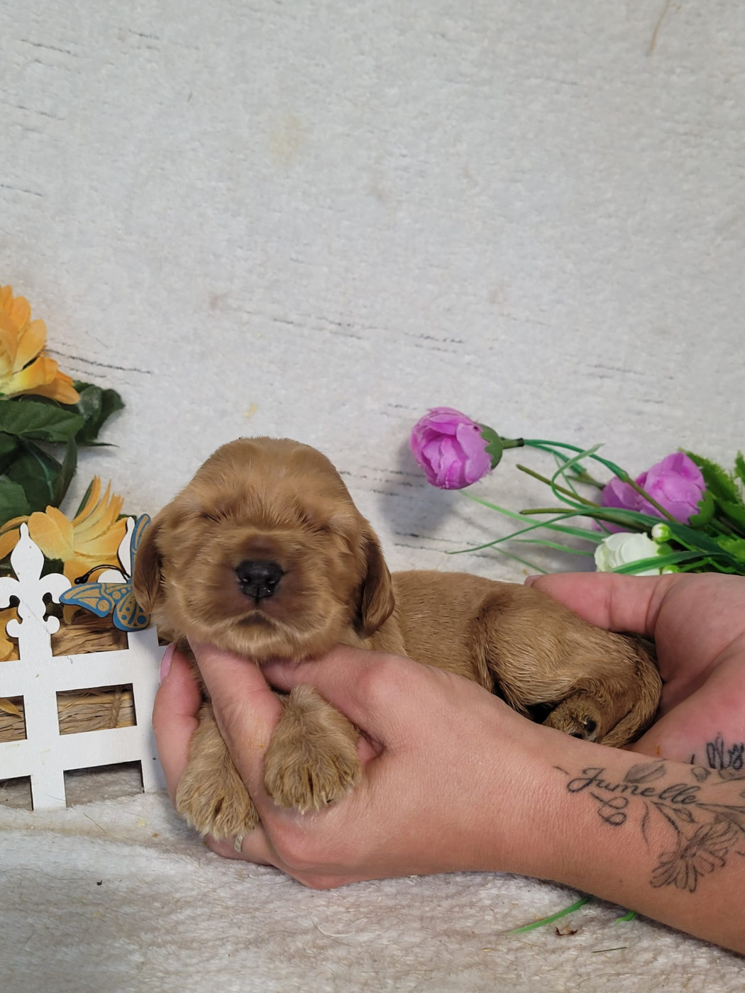 Du Royaume Des Quatre Pattes - Chiots disponibles - Cocker Spaniel Anglais