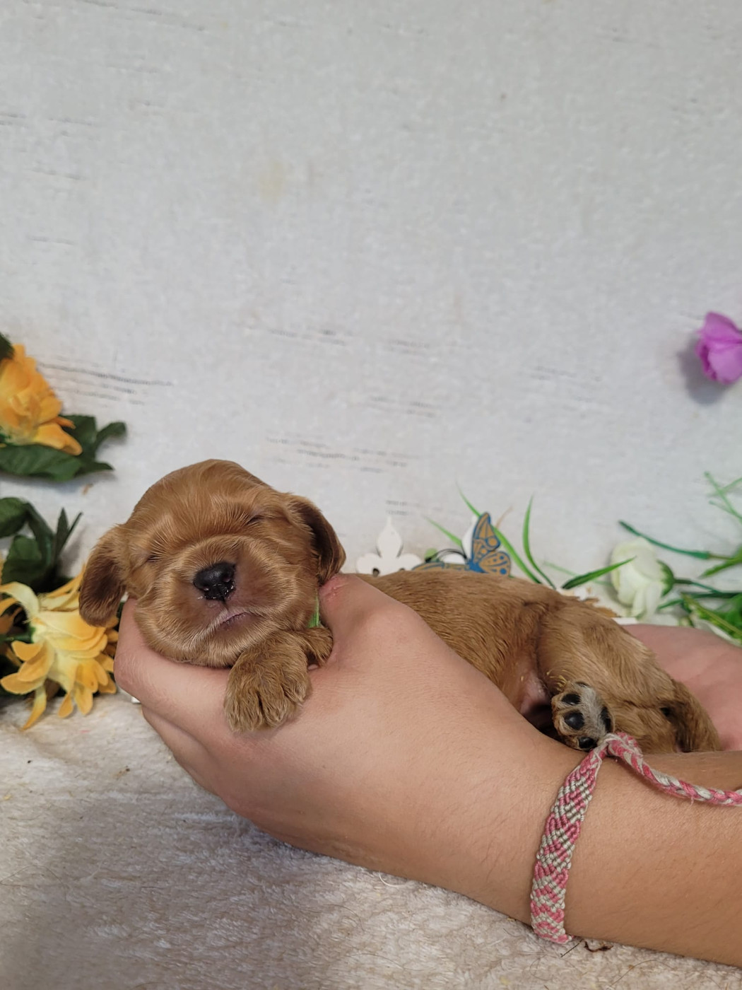 Du Royaume Des Quatre Pattes - Chiots disponibles - Cocker Spaniel Anglais