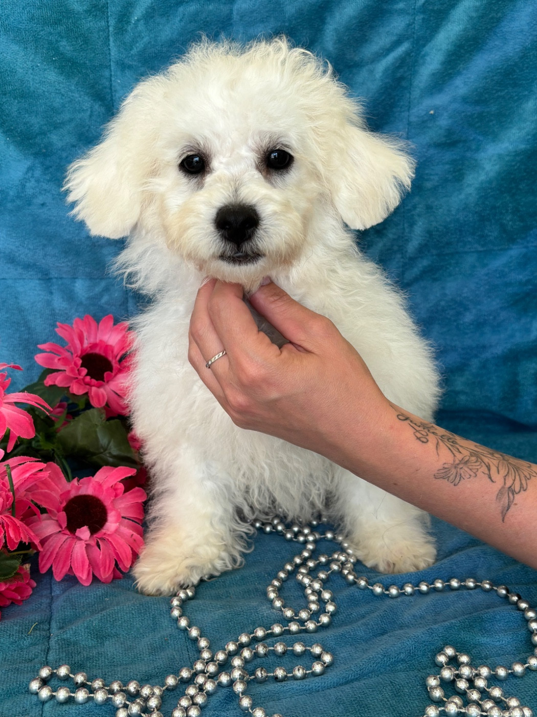 Du Royaume Des Quatre Pattes - Chiots disponibles - Bichon Frise