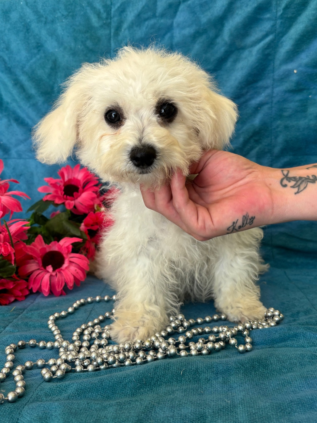 Du Royaume Des Quatre Pattes - Chiots disponibles - Bichon Frise