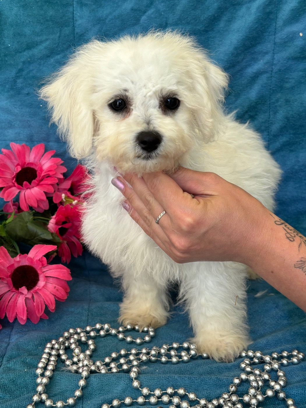 Du Royaume Des Quatre Pattes - Chiots disponibles - Bichon Frise