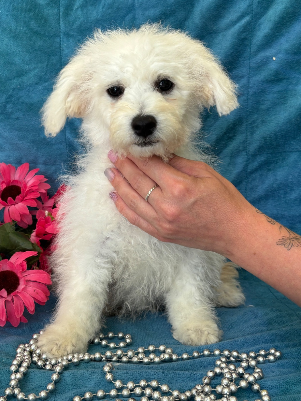 Du Royaume Des Quatre Pattes - Chiots disponibles - Bichon Frise