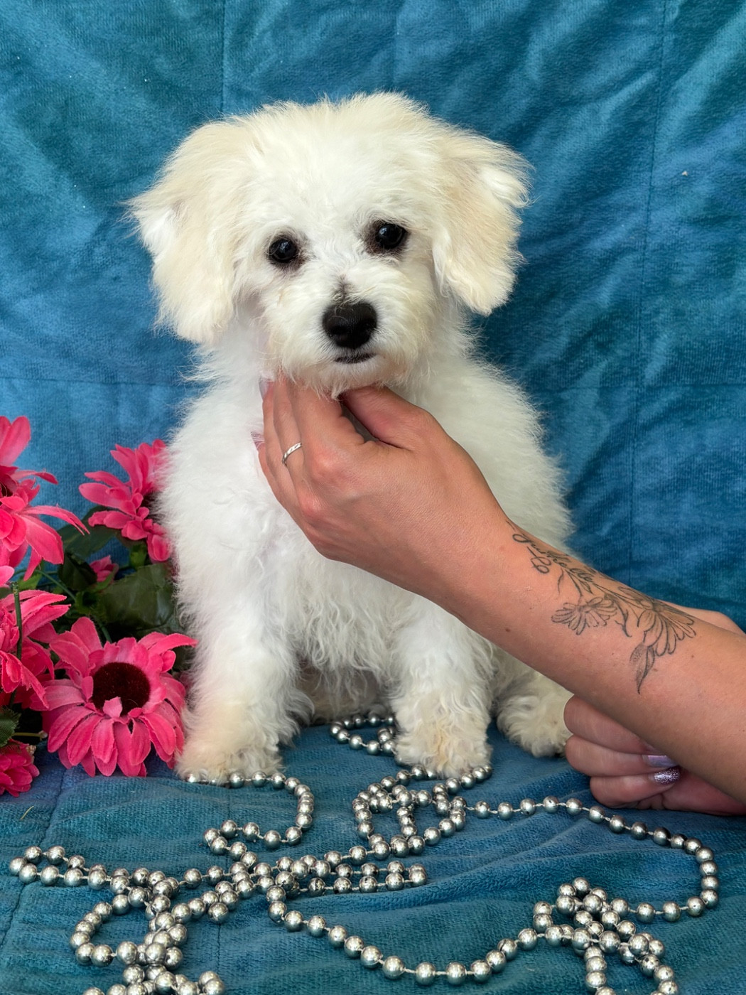Du Royaume Des Quatre Pattes - Chiots disponibles - Bichon Frise