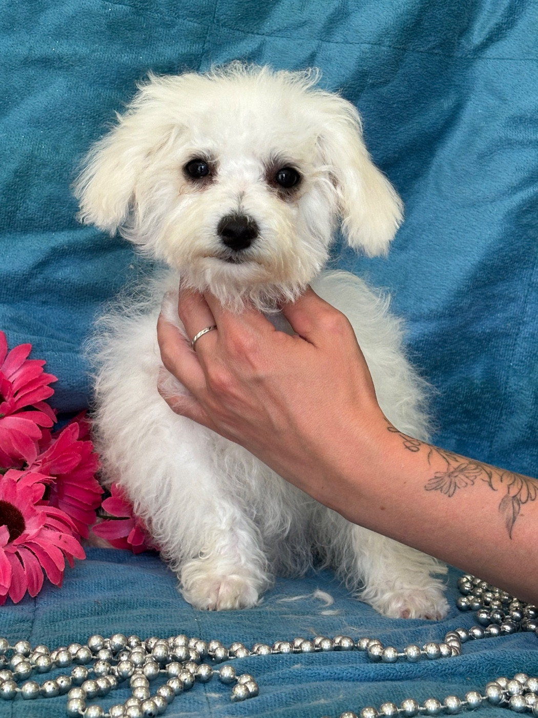 Du Royaume Des Quatre Pattes - Chiots disponibles - Bichon Frise
