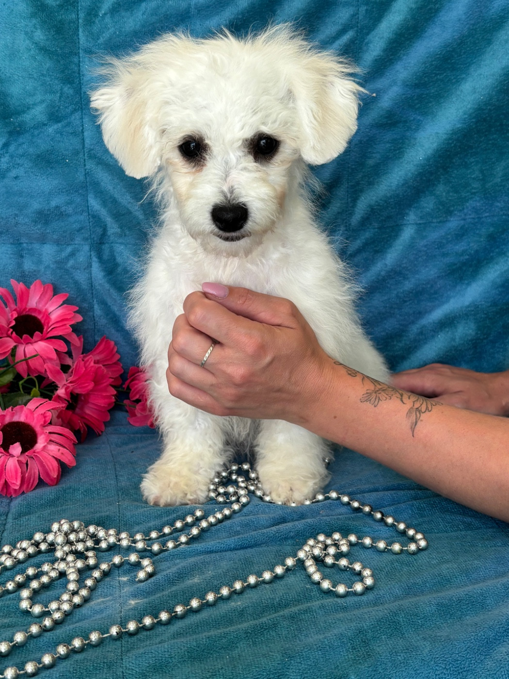 Du Royaume Des Quatre Pattes - Chiots disponibles - Bichon Frise