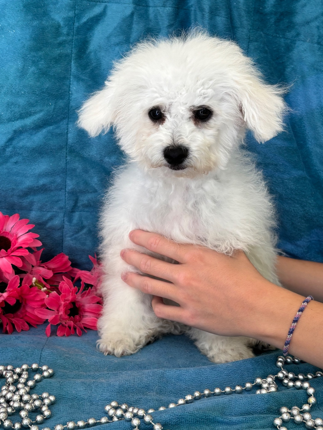 Du Royaume Des Quatre Pattes - Chiots disponibles - Bichon Frise