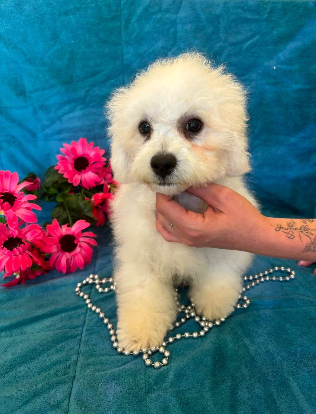 Du Royaume Des Quatre Pattes - Chiots disponibles - Bichon Frise