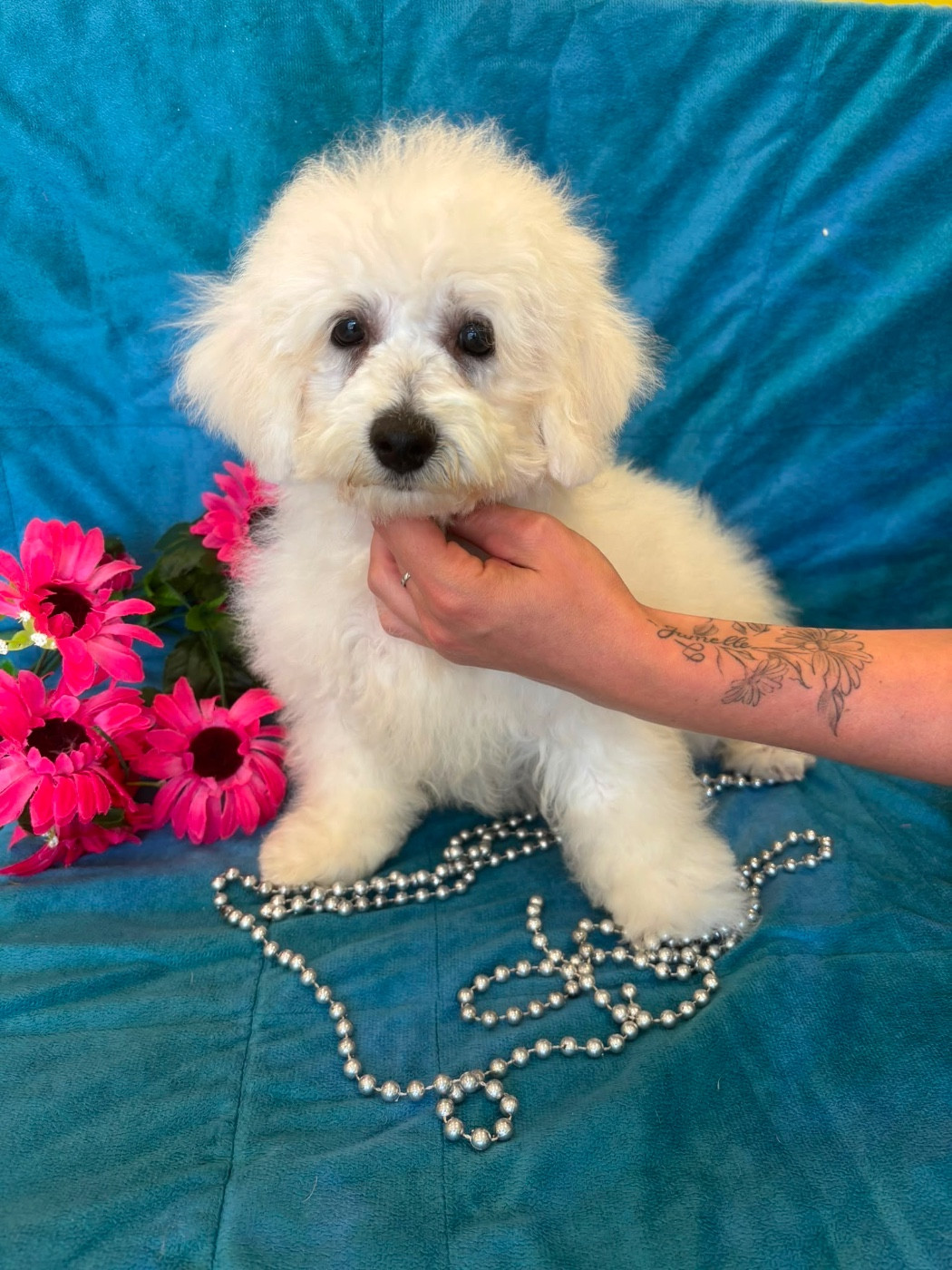 Du Royaume Des Quatre Pattes - Chiots disponibles - Bichon Frise