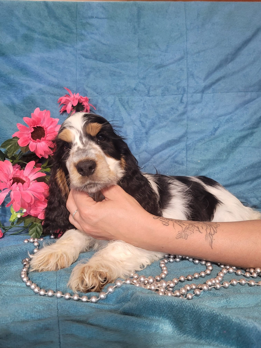 Du Royaume Des Quatre Pattes - Chiots disponibles - Cocker Spaniel Anglais