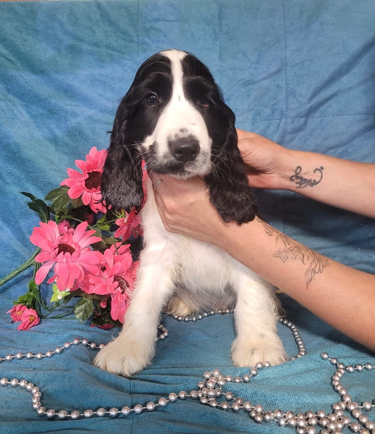 Du Royaume Des Quatre Pattes - Chiots disponibles - Cocker Spaniel Anglais