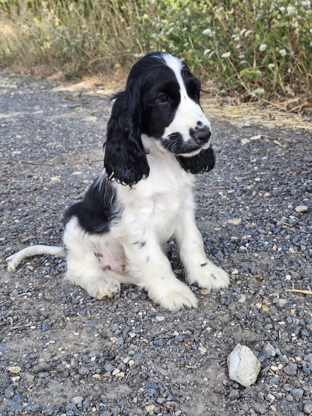 Du Royaume Des Quatre Pattes - Chiots disponibles - Cocker Spaniel Anglais