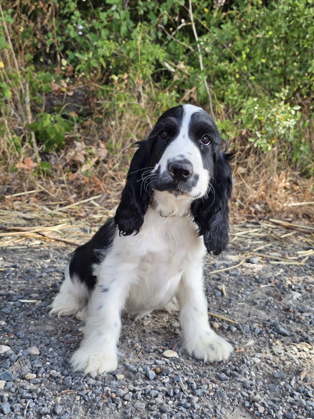 Du Royaume Des Quatre Pattes - Cocker Spaniel Anglais - Portée née le 14/05/2026