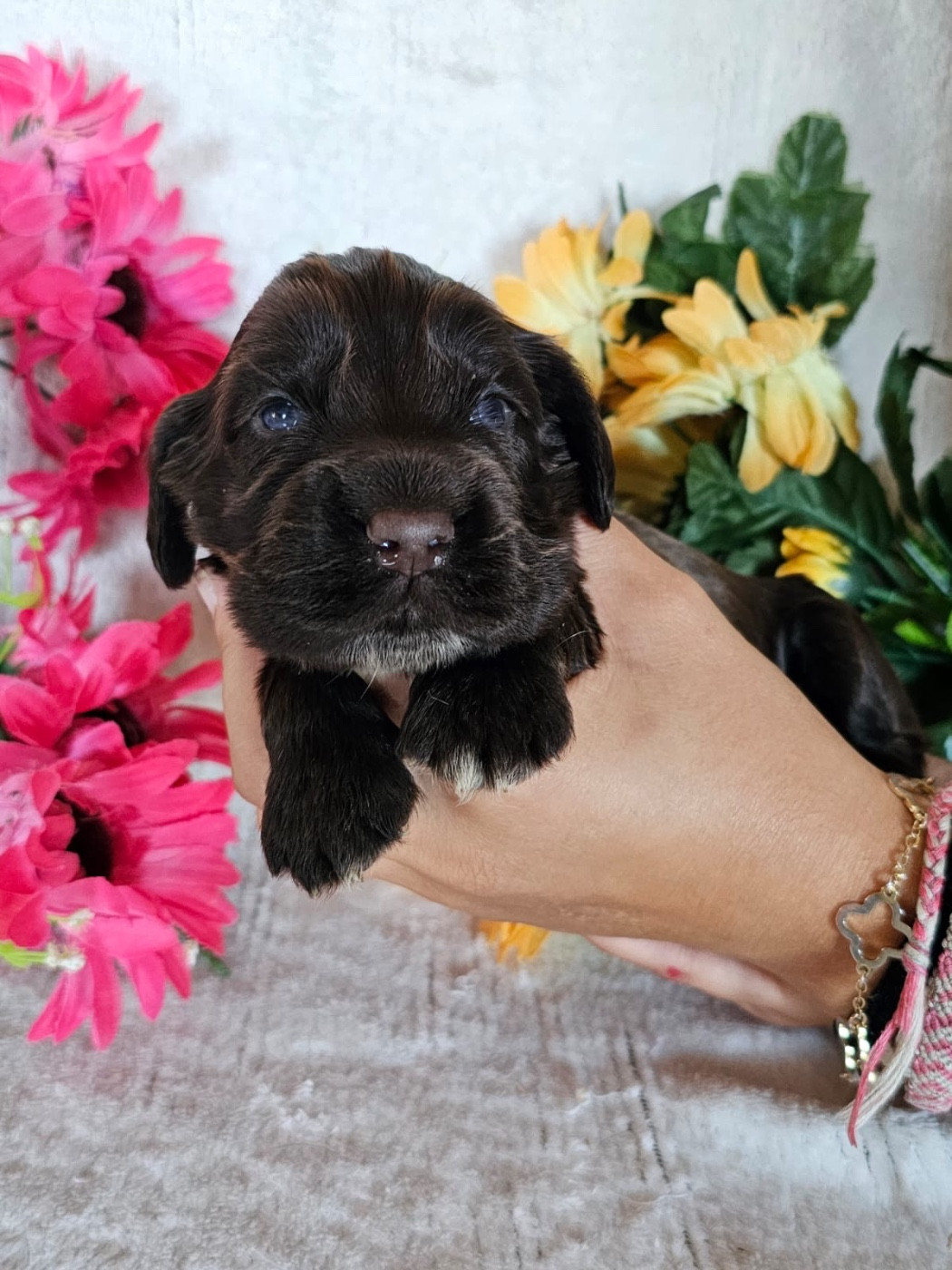 Du Royaume Des Quatre Pattes - Chiots disponibles - Cocker Spaniel Anglais