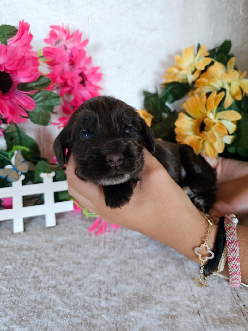 Du Royaume Des Quatre Pattes - Chiots disponibles - Cocker Spaniel Anglais