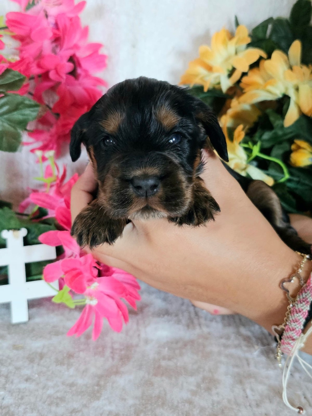 Du Royaume Des Quatre Pattes - Chiots disponibles - Cocker Spaniel Anglais