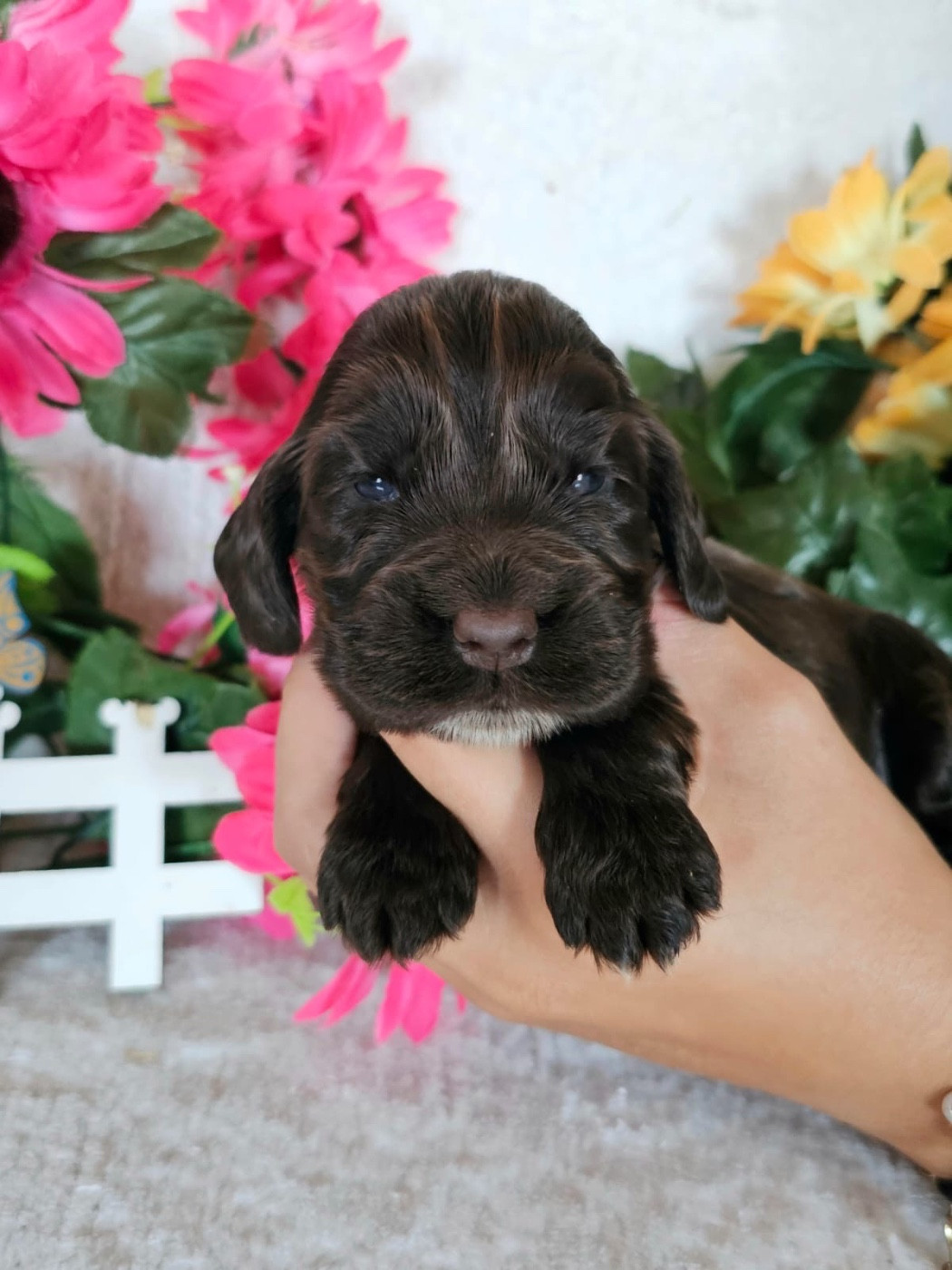 Du Royaume Des Quatre Pattes - Chiots disponibles - Cocker Spaniel Anglais