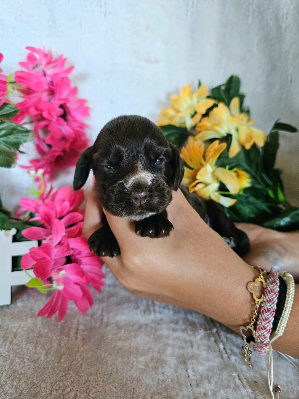 Du Royaume Des Quatre Pattes - Chiots disponibles - Cocker Spaniel Anglais