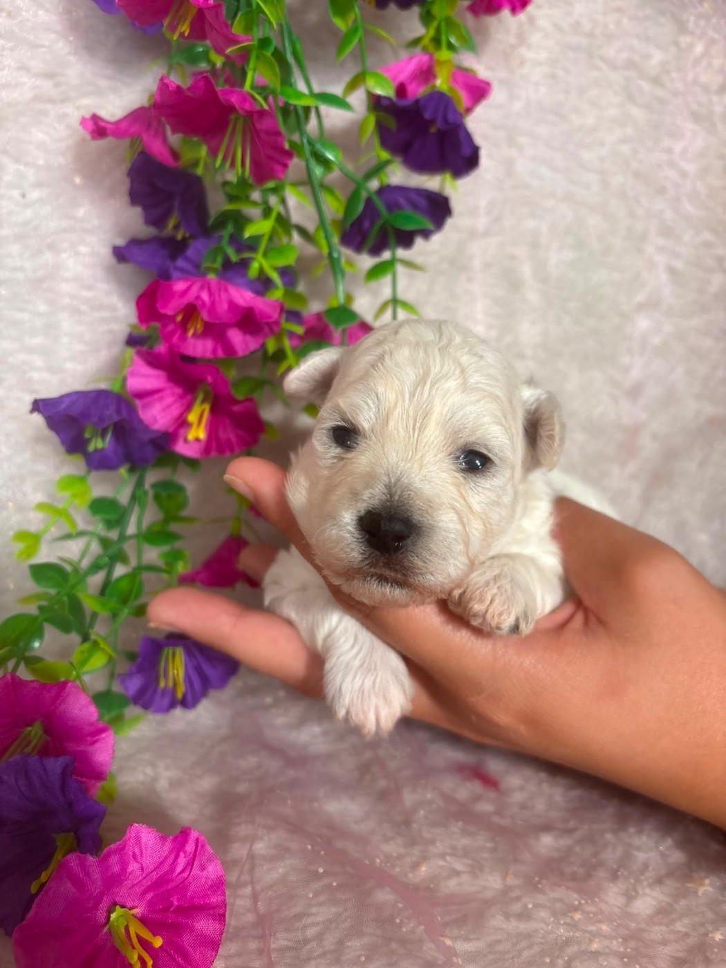 Du Royaume Des Quatre Pattes - Chiots disponibles - Bichon Frise
