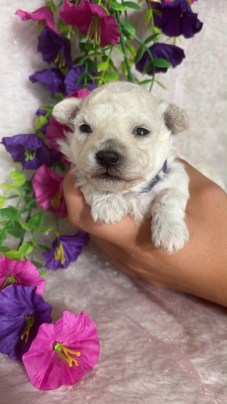 Du Royaume Des Quatre Pattes - Chiots disponibles - Bichon Frise