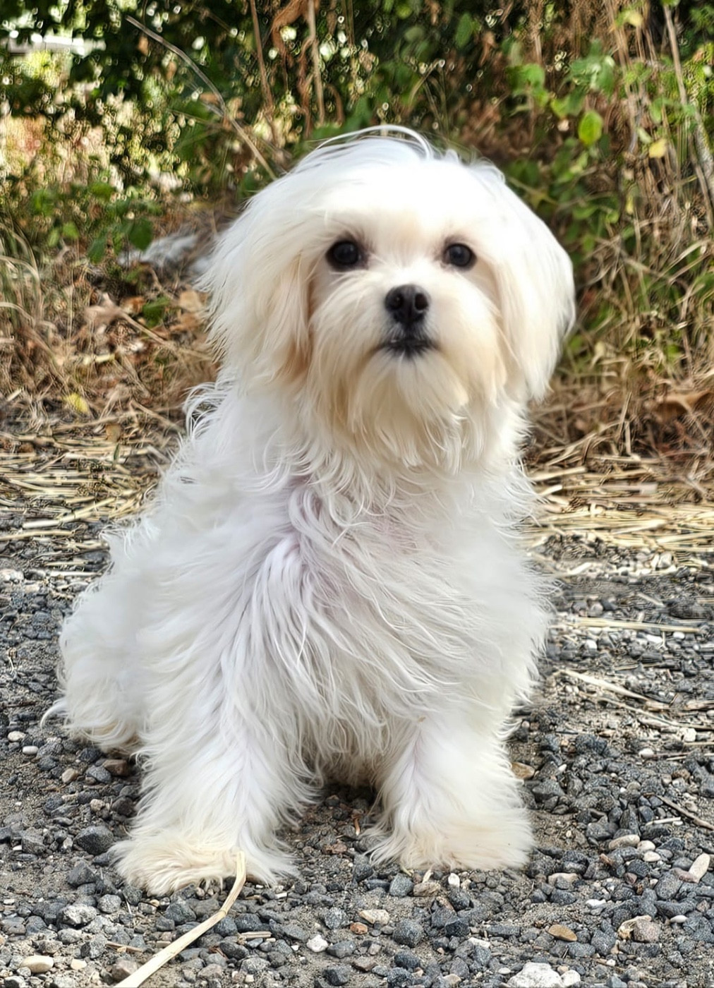 Du Royaume Des Quatre Pattes - Chiots disponibles - Bichon maltais