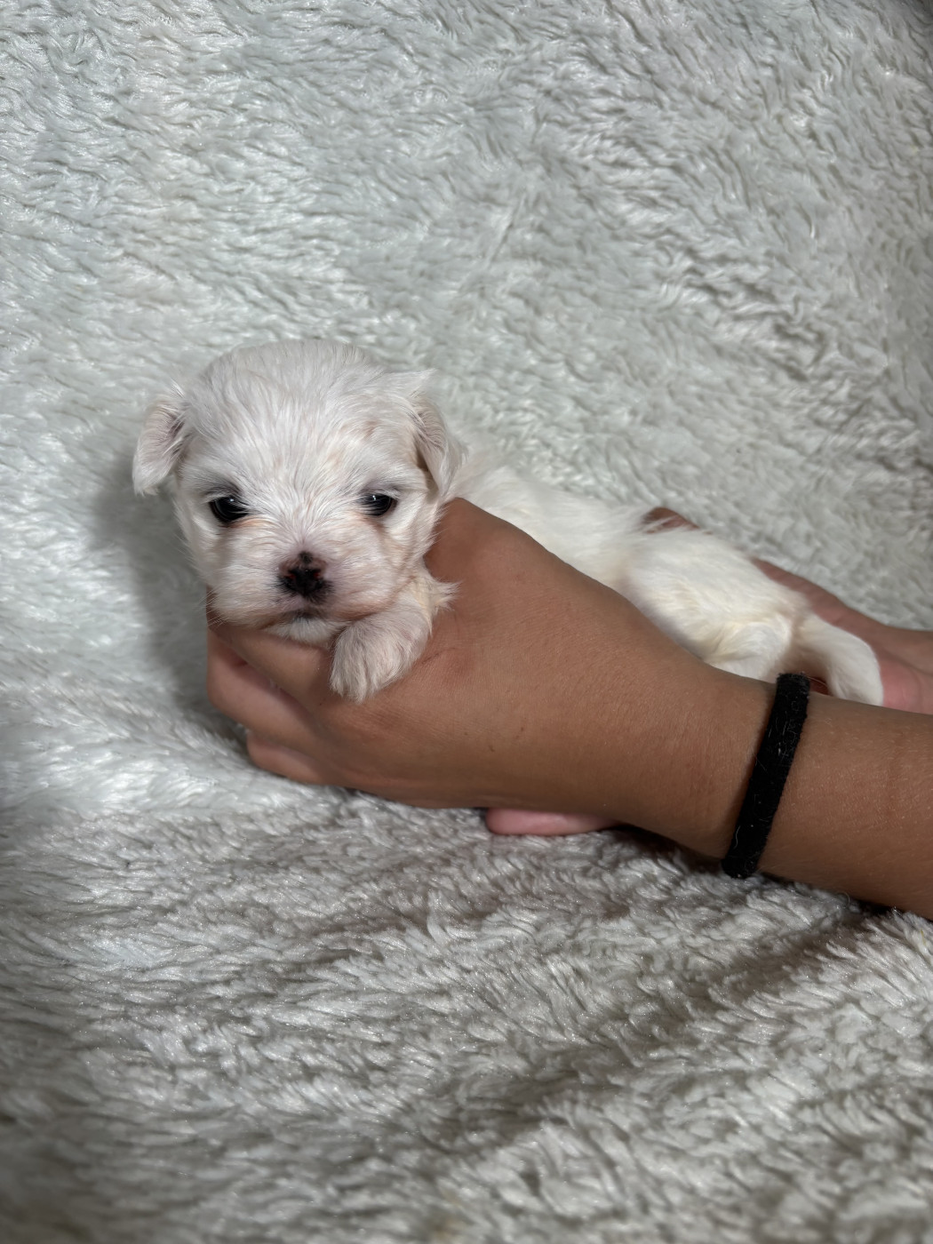 Du Royaume Des Quatre Pattes - Chiots disponibles - Bichon maltais