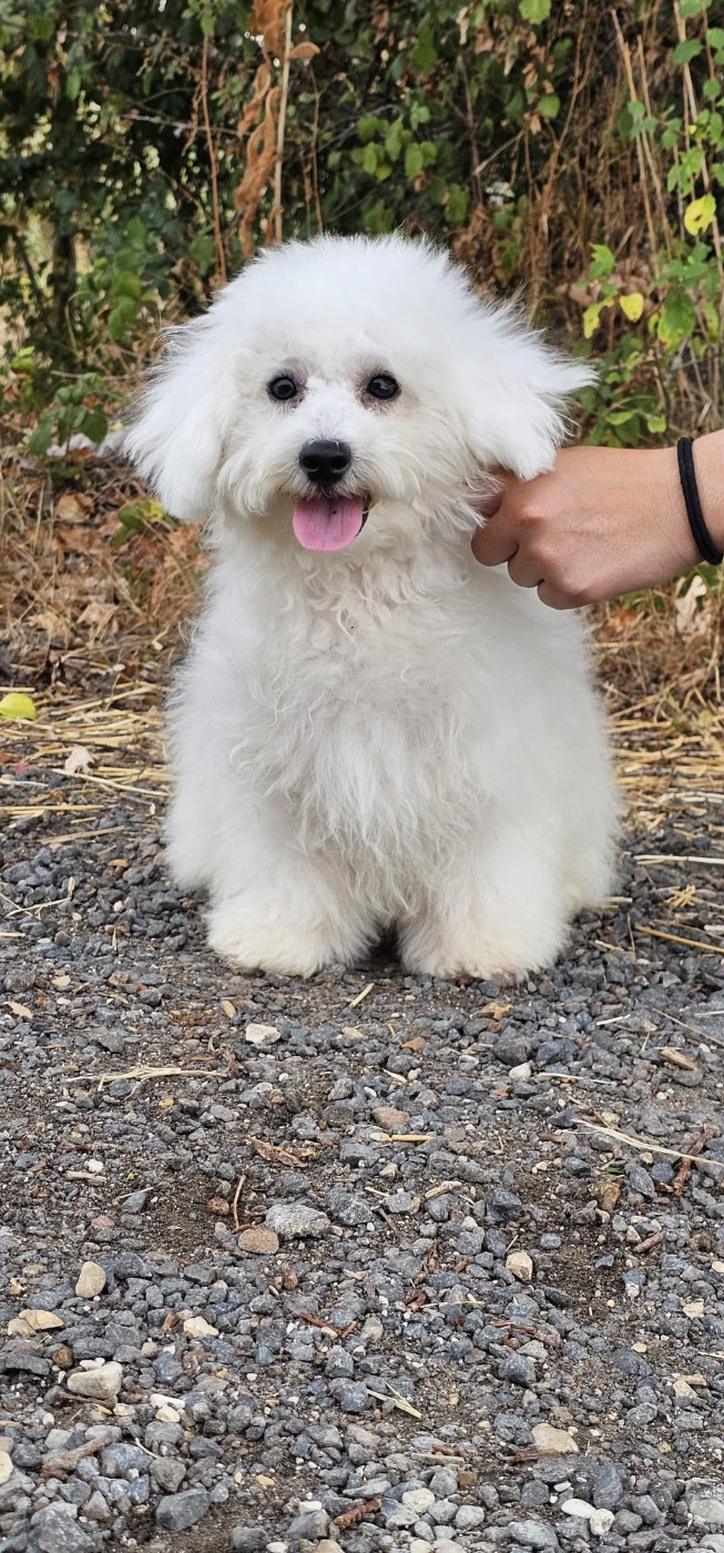 Du Royaume Des Quatre Pattes - Chiots disponibles - Bichon Frise