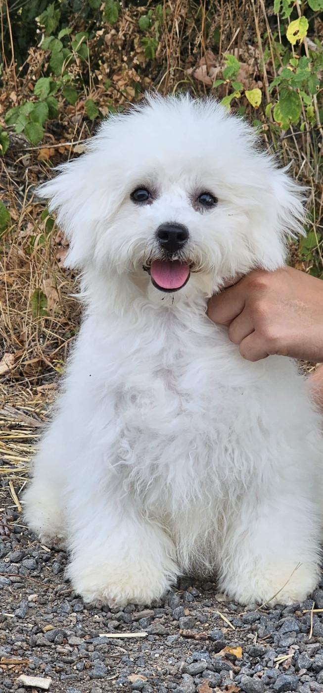Du Royaume Des Quatre Pattes - Chiots disponibles - Bichon Frise