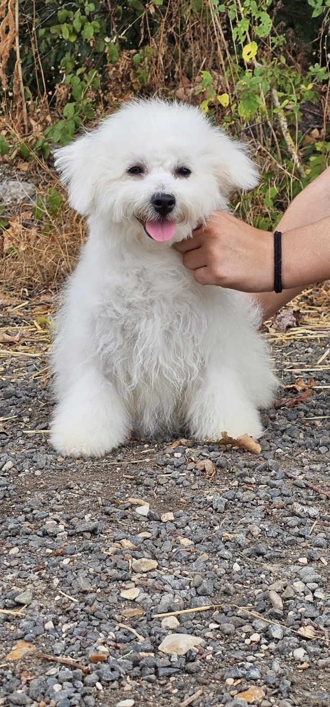 Du Royaume Des Quatre Pattes - Chiots disponibles - Bichon Frise