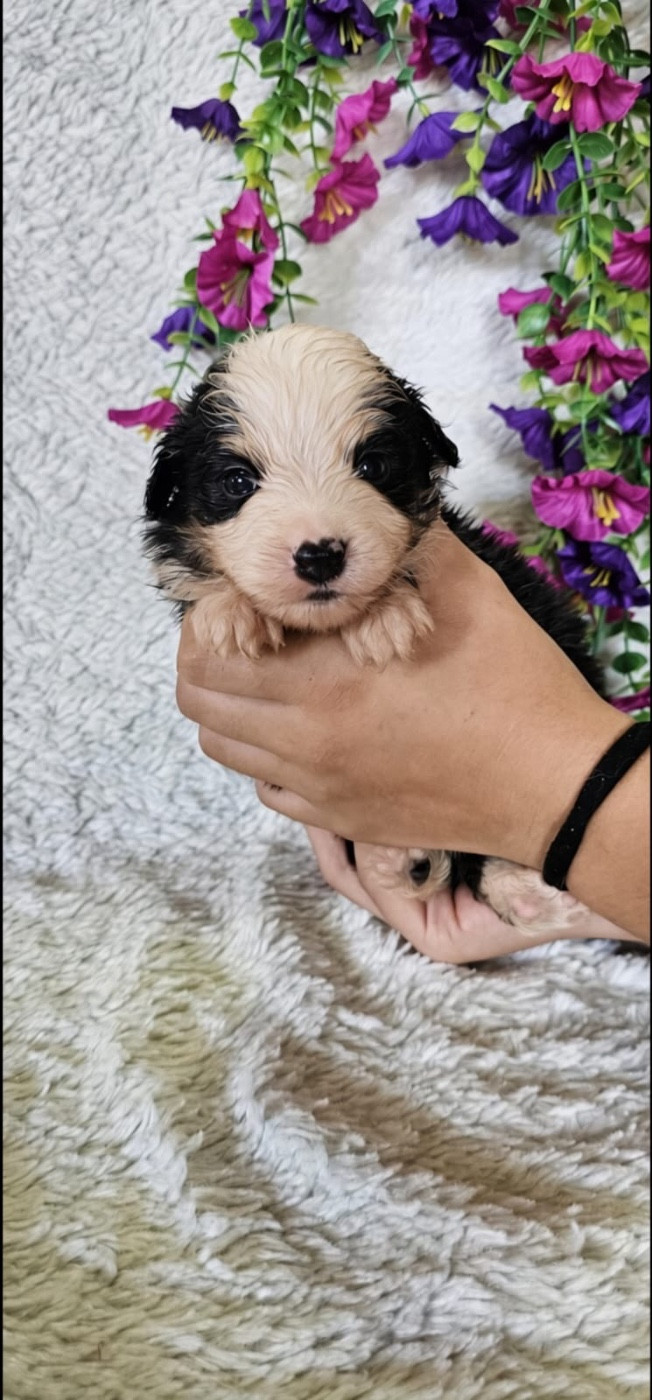 Du Royaume Des Quatre Pattes - Chiots disponibles - Berger Américain Miniature 