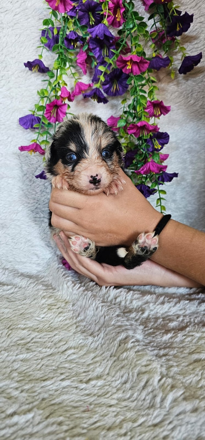 Du Royaume Des Quatre Pattes - Chiots disponibles - Berger Américain Miniature 
