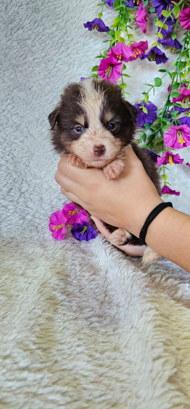 Du Royaume Des Quatre Pattes - Chiots disponibles - Berger Américain Miniature 