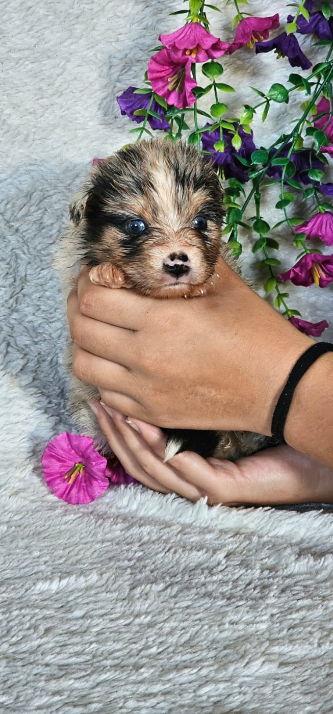 Du Royaume Des Quatre Pattes - Chiots disponibles - Berger Américain Miniature 