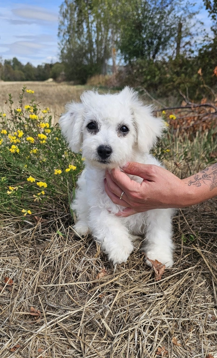 Du Royaume Des Quatre Pattes - Chiots disponibles - Bichon Frise