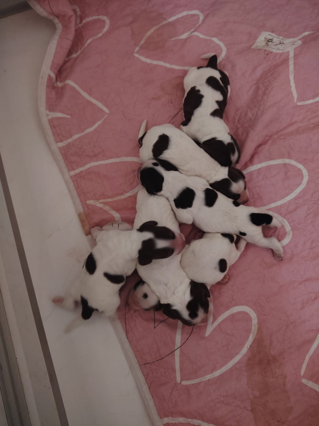 Du Royaume Des Quatre Pattes - Chiots disponibles - Cocker Spaniel Anglais