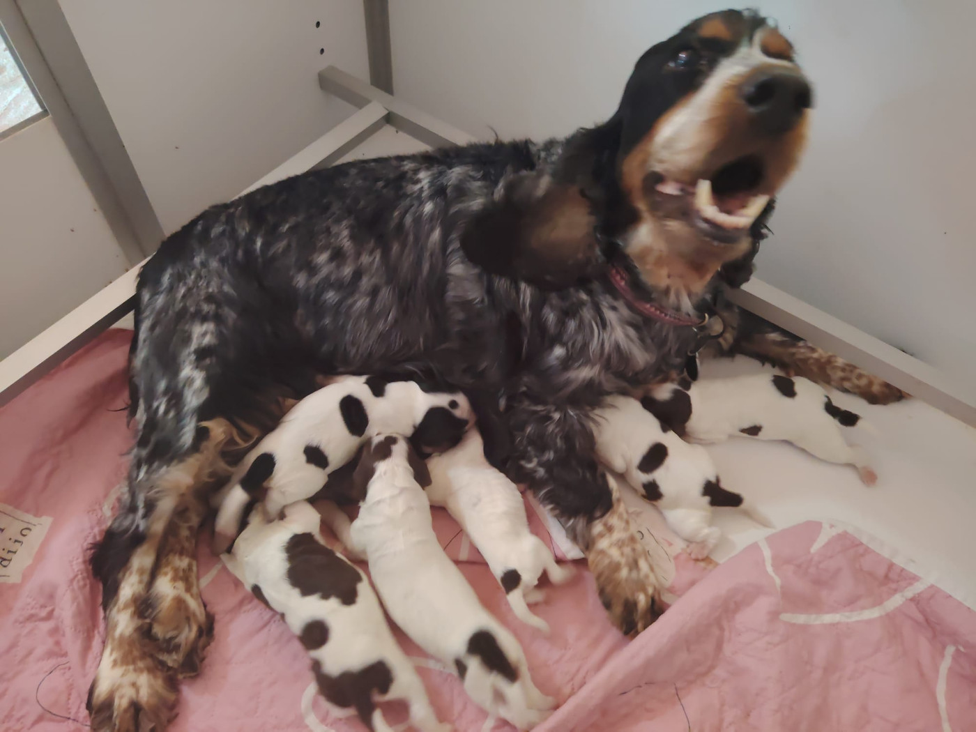 Du Royaume Des Quatre Pattes - Chiots disponibles - Cocker Spaniel Anglais