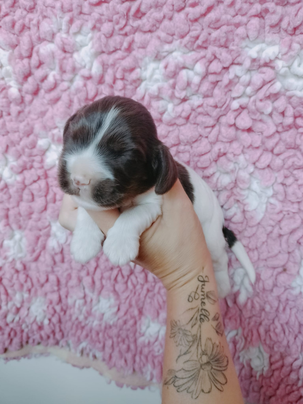 Du Royaume Des Quatre Pattes - Chiots disponibles - Cocker Spaniel Anglais