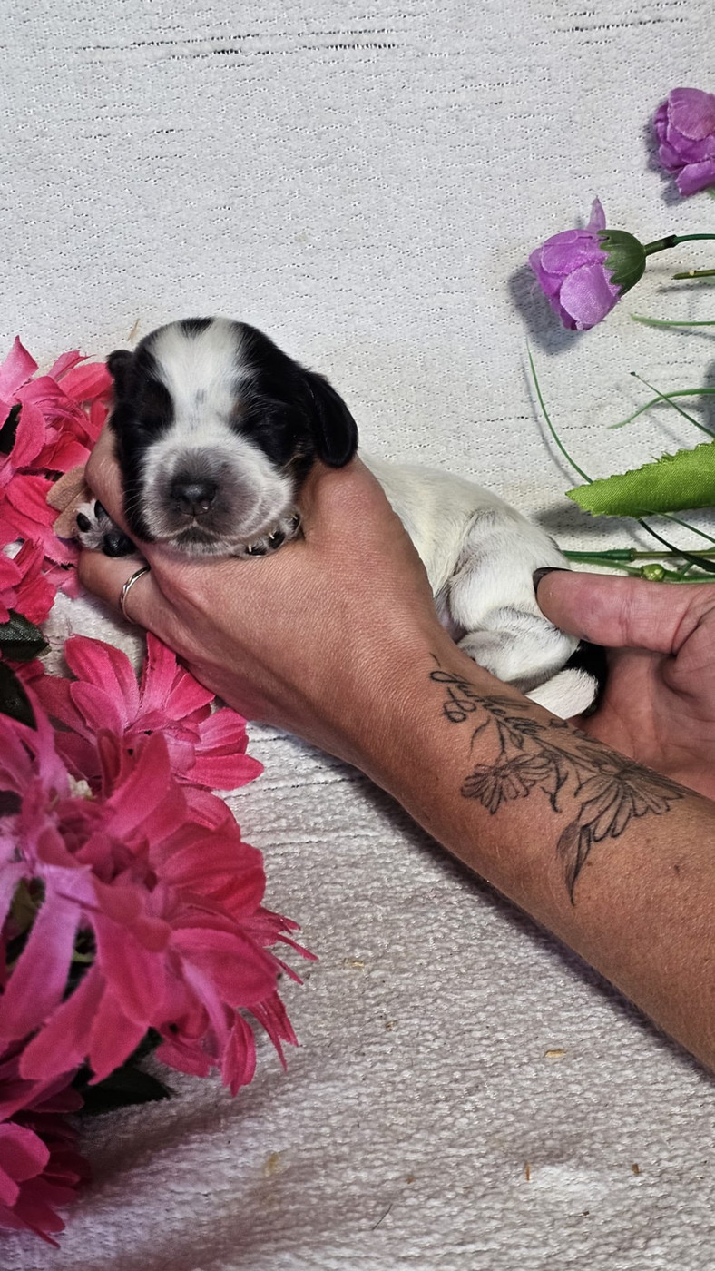 Du Royaume Des Quatre Pattes - Chiots disponibles - Cocker Spaniel Anglais