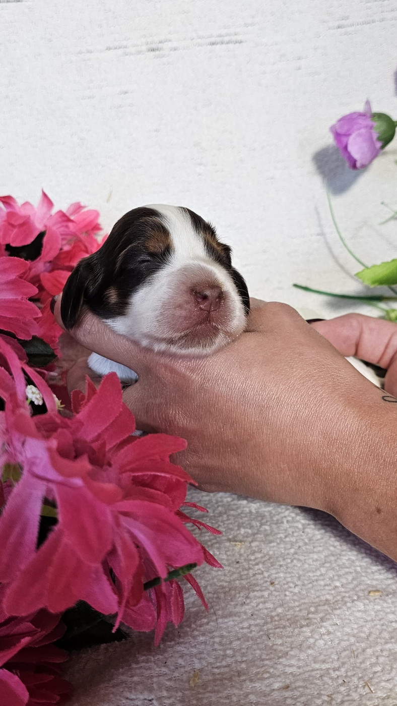 Du Royaume Des Quatre Pattes - Chiots disponibles - Cocker Spaniel Anglais