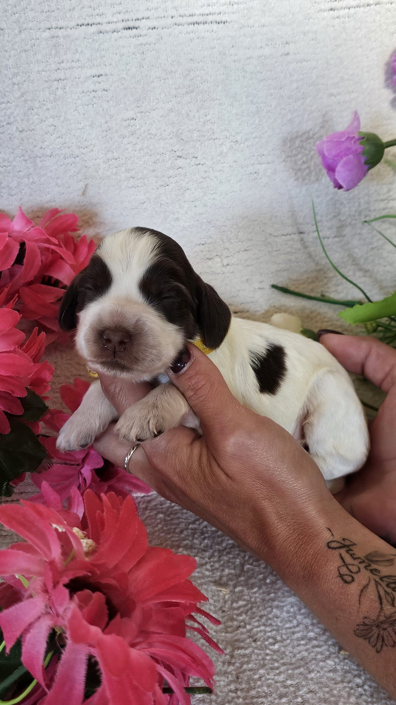 Du Royaume Des Quatre Pattes - Chiots disponibles - Cocker Spaniel Anglais