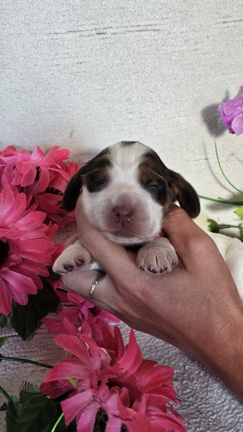 Du Royaume Des Quatre Pattes - Chiots disponibles - Cocker Spaniel Anglais
