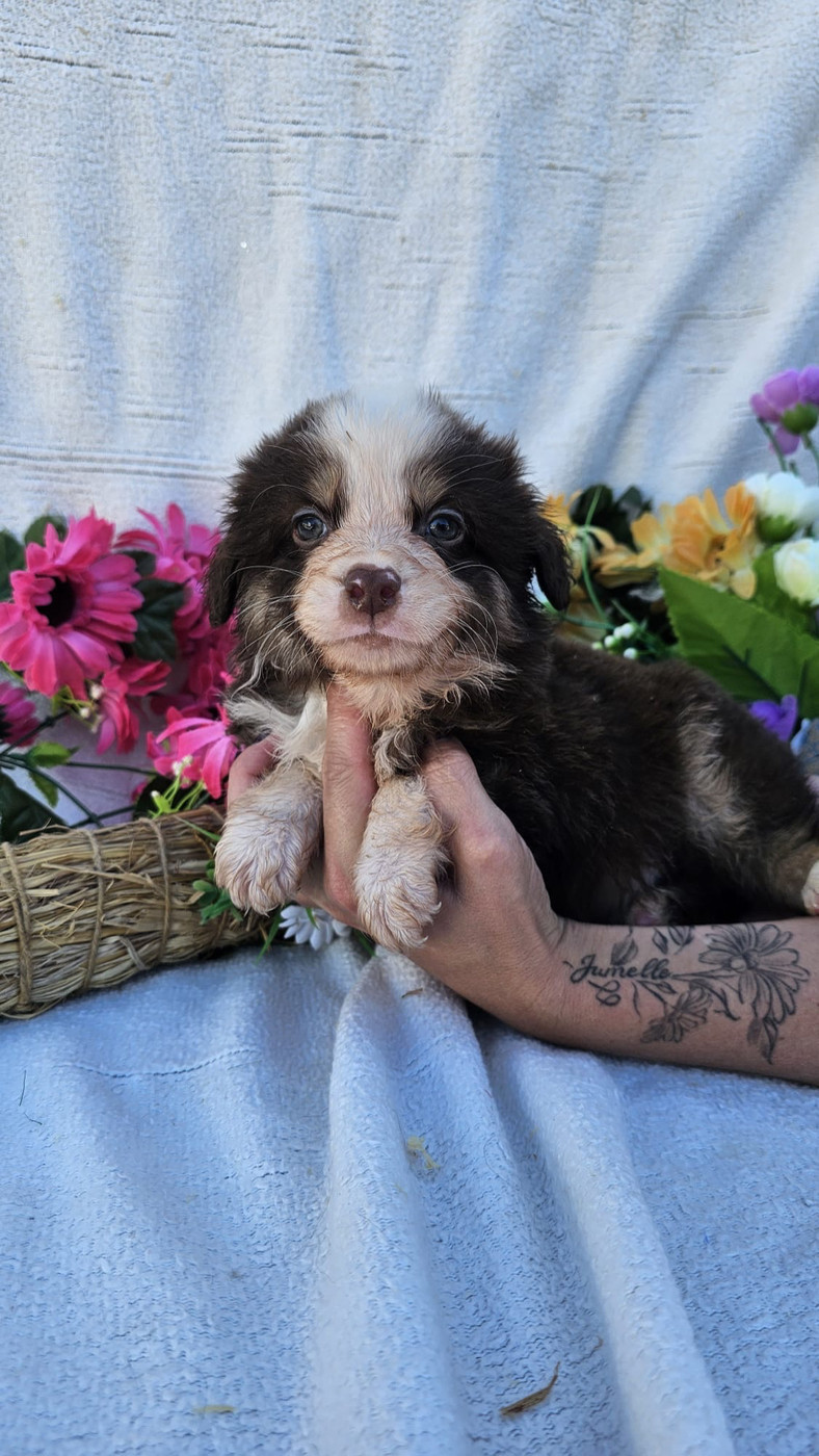 Du Royaume Des Quatre Pattes - Chiots disponibles - Berger Américain Miniature 